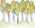 Illustration of aspen trees with green and yellow leaves on a white background