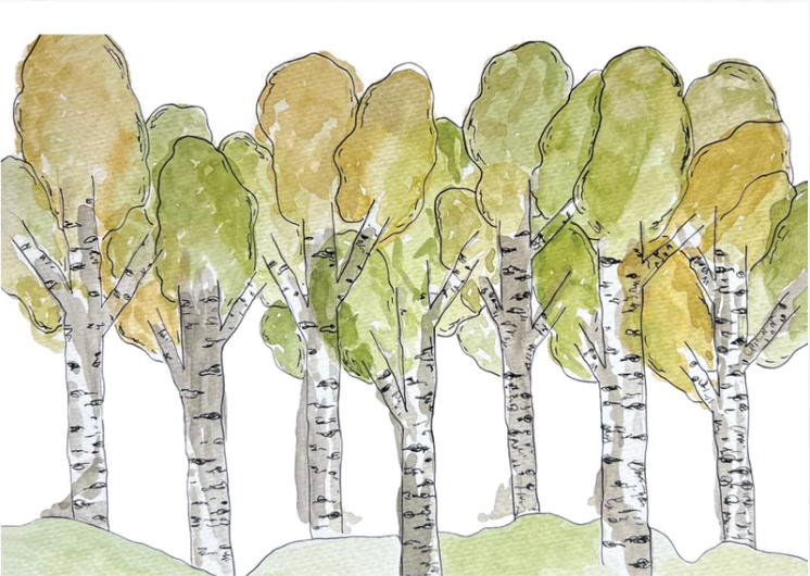 Illustration of aspen trees with green leaves on a white background