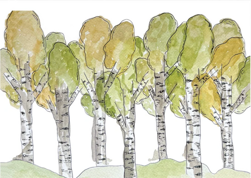 Illustration of aspen trees with green leaves on a white background